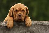 DOGUE DE BORDEAUX 325